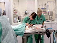 Cat Surgery